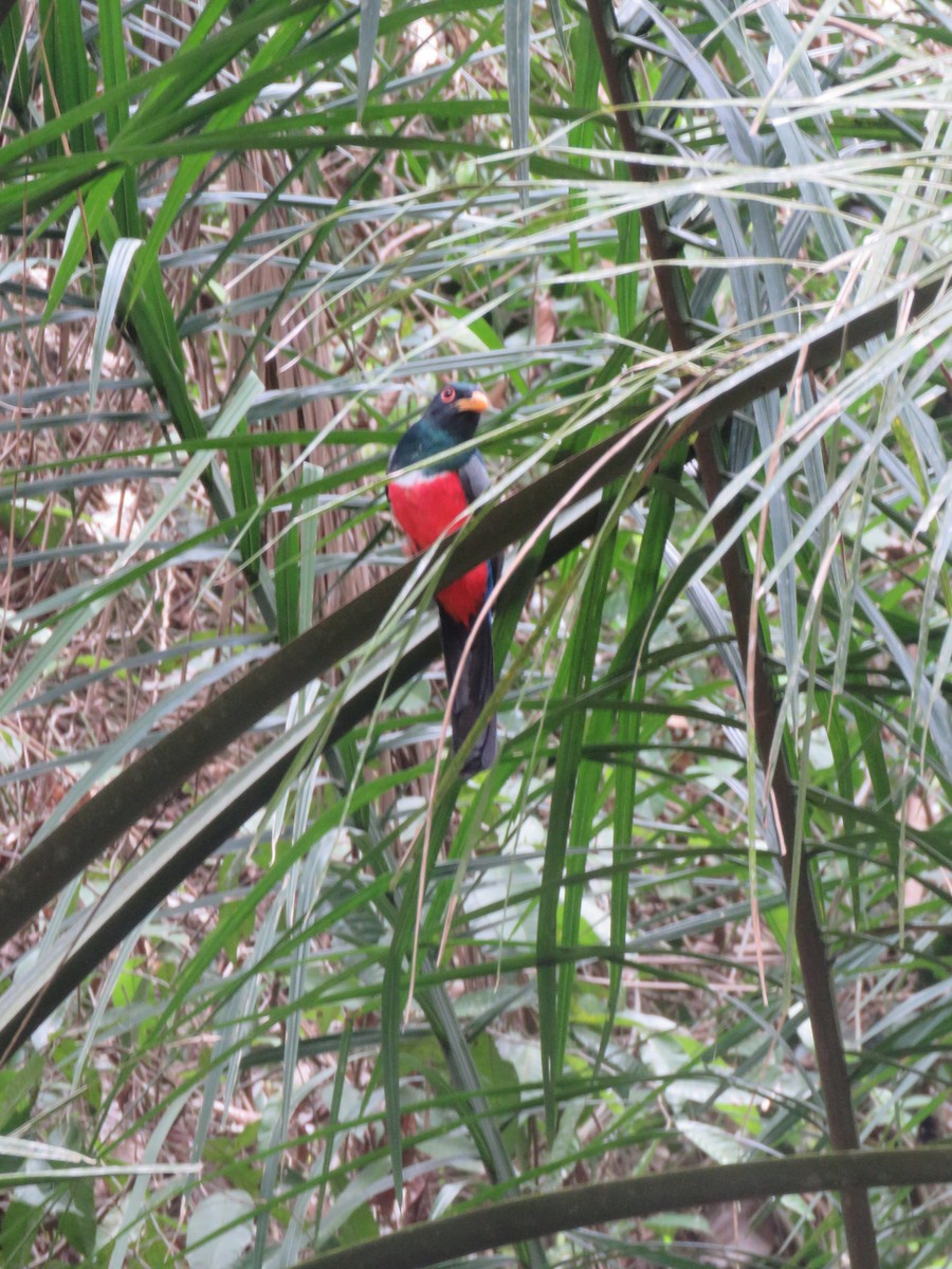 Black-tailed Trogon - ML609990887