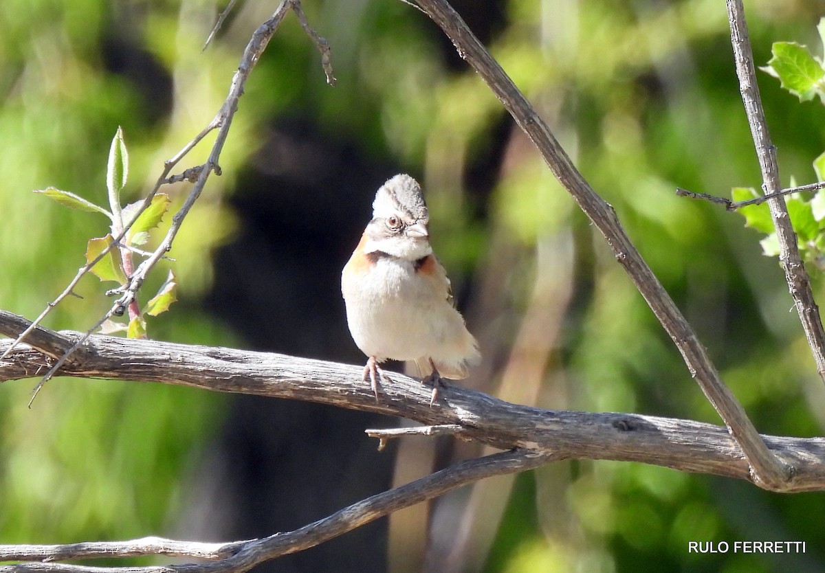 Rufous-collared Sparrow - ML609990909