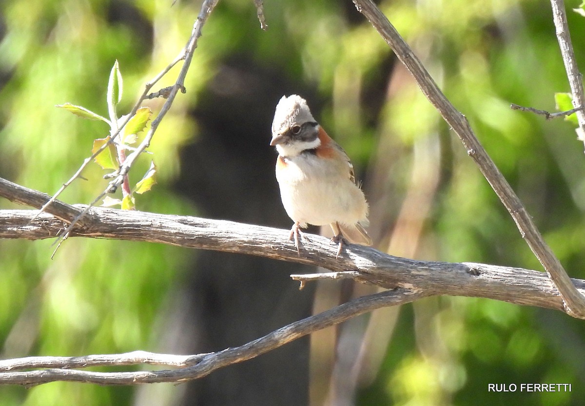 Rufous-collared Sparrow - ML609990940