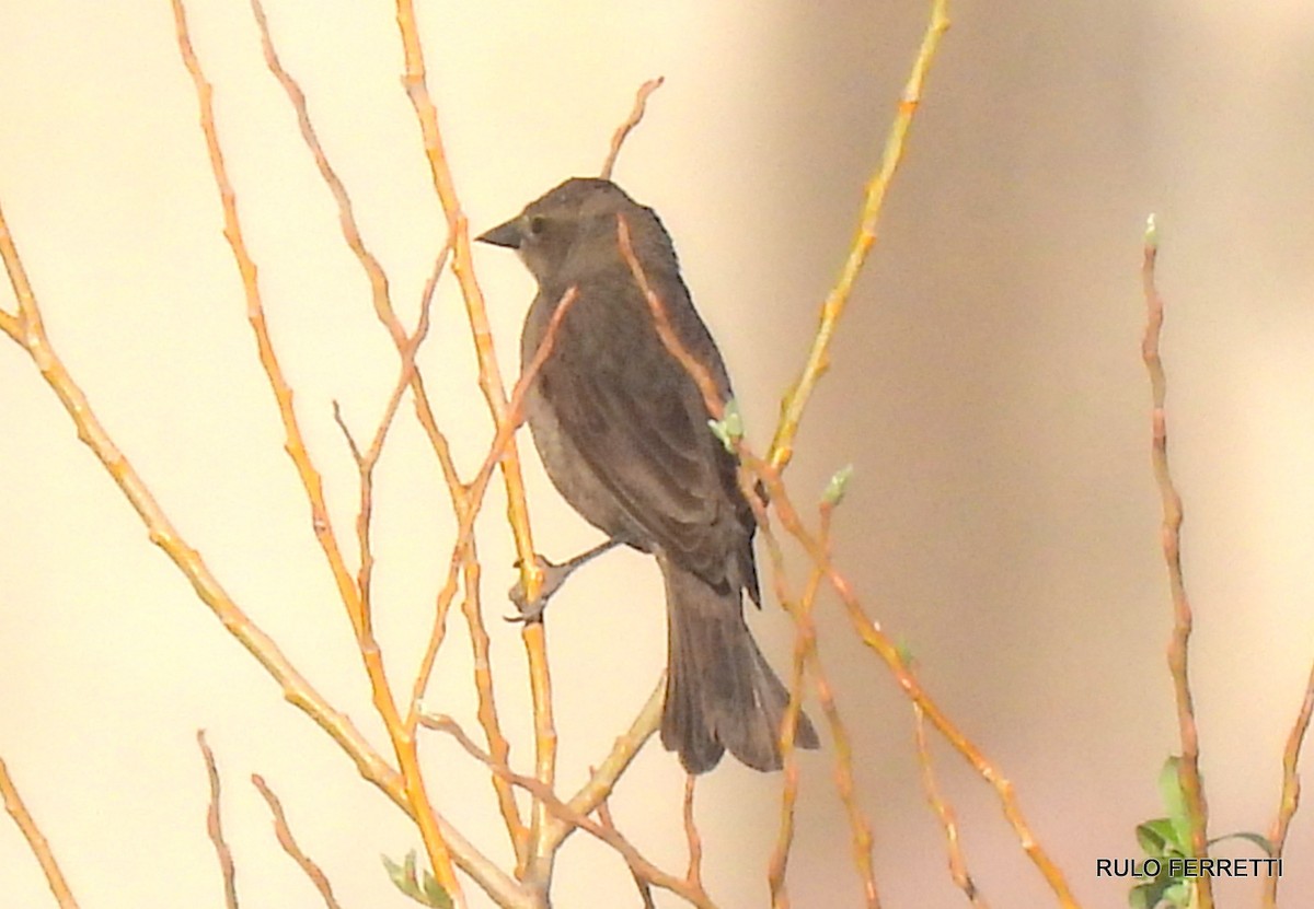 Shiny Cowbird - feliciano osvaldo ferretti