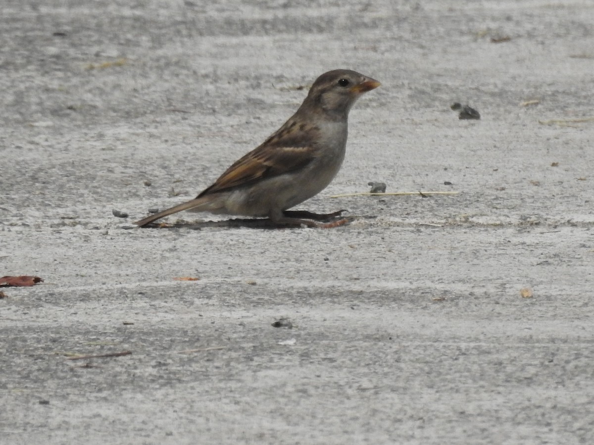 House Sparrow - ML609991144