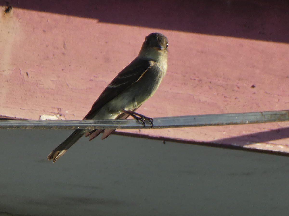 Eastern Wood-Pewee - ML609991154