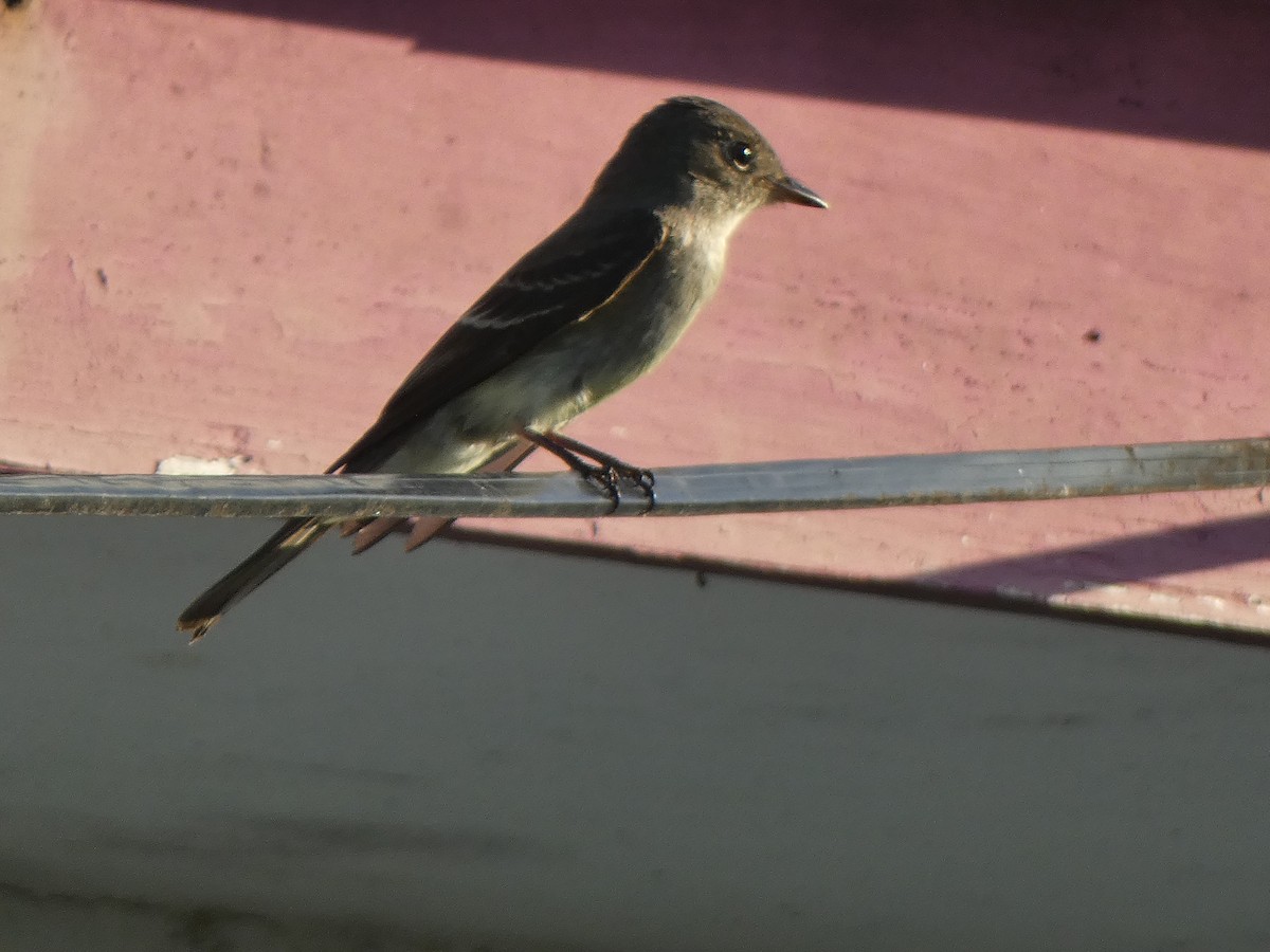 Eastern Wood-Pewee - Tarra Lindo