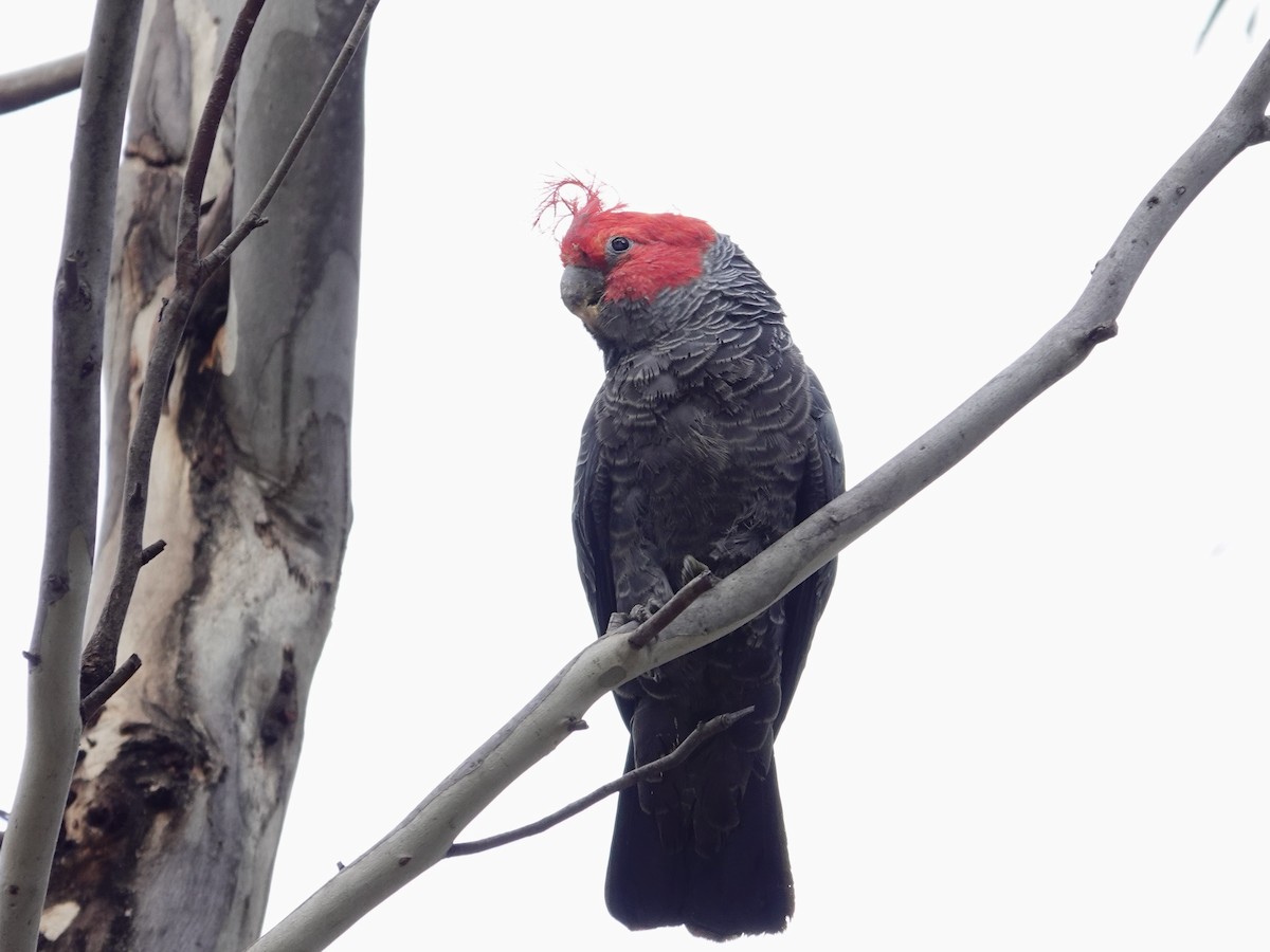 Gang-gang Cockatoo - ML609991258