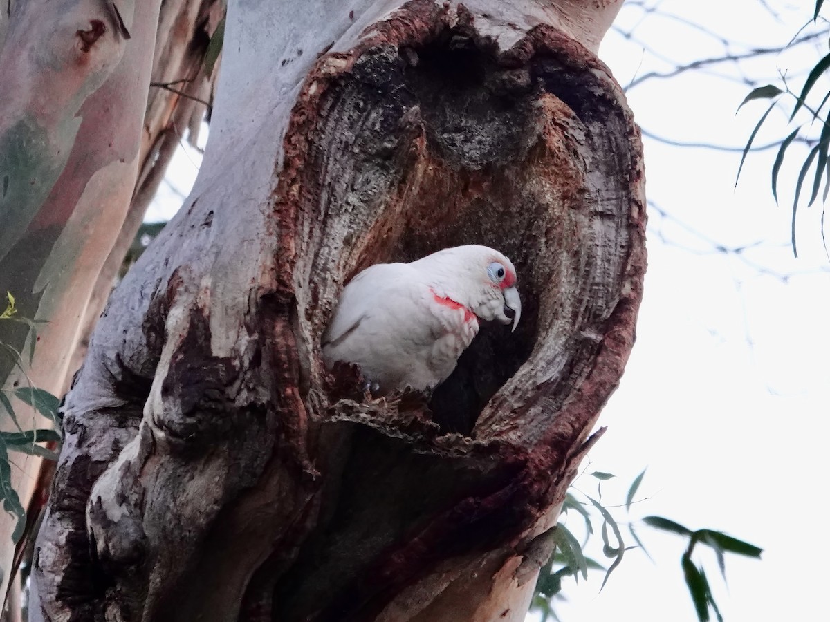 Long-billed Corella - ML609991264
