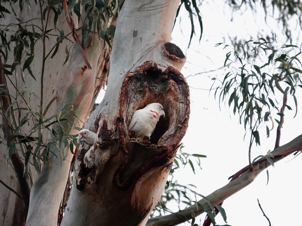 Long-billed Corella - ML609991265