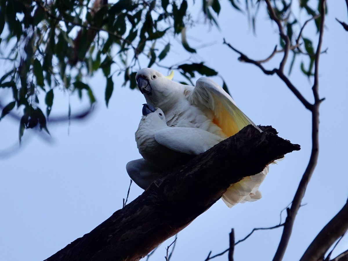 Sulphur-crested Cockatoo - ML609991269