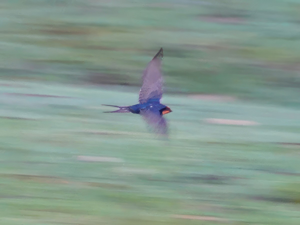 Welcome Swallow - ML609991276