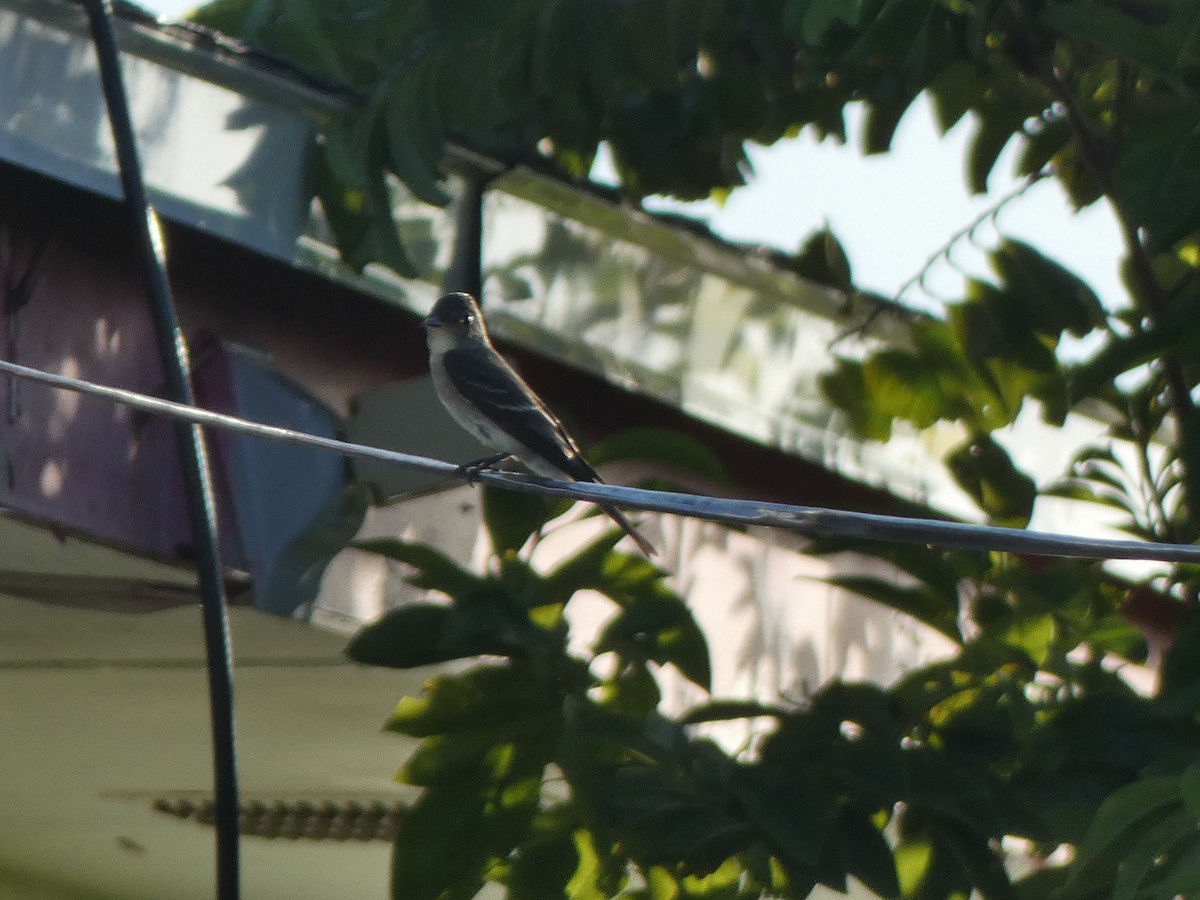 Eastern Wood-Pewee - ML609991352