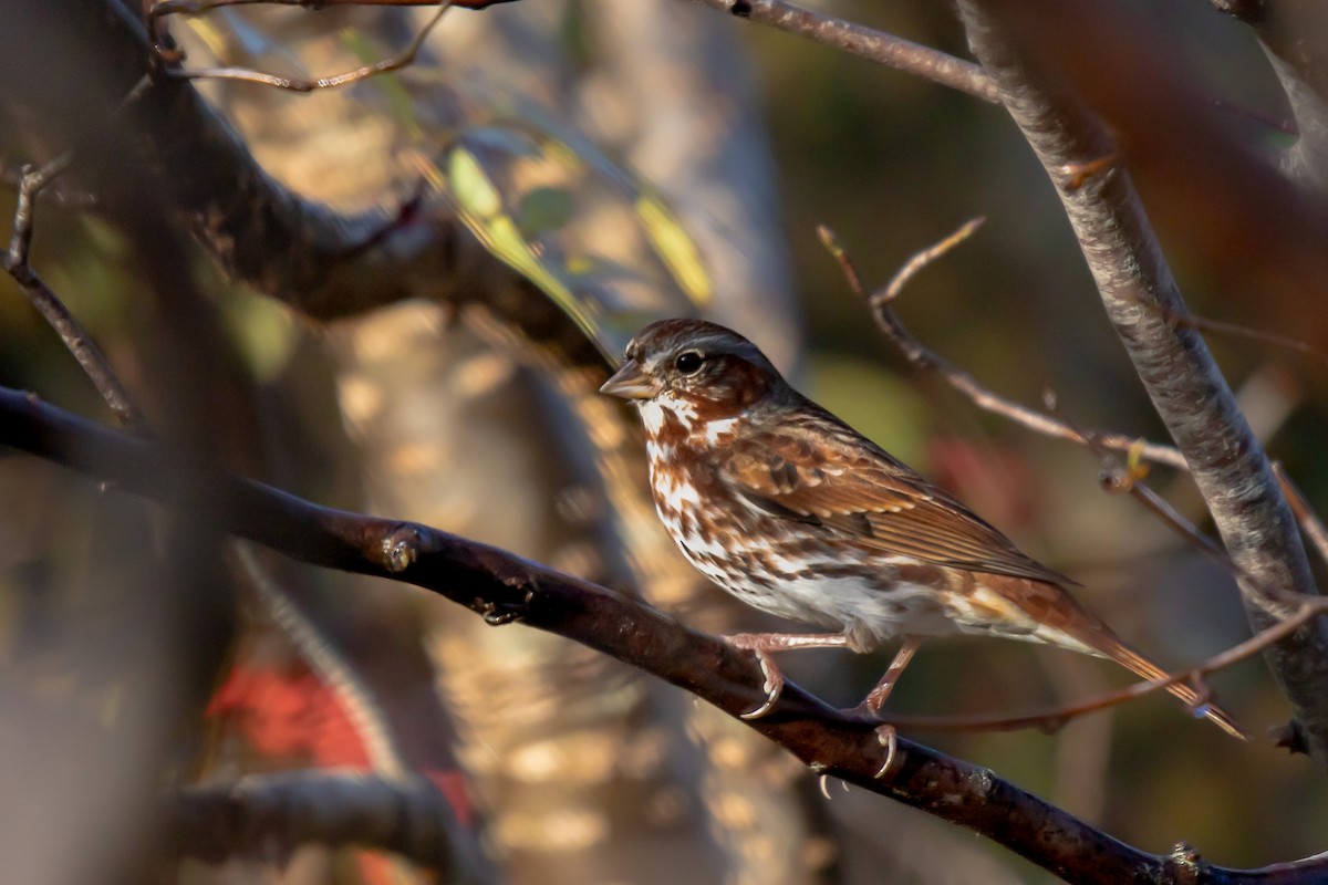 Fox Sparrow - ML609991433