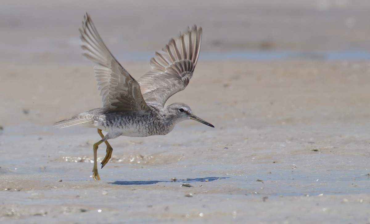 Gray-tailed Tattler - ML609991450