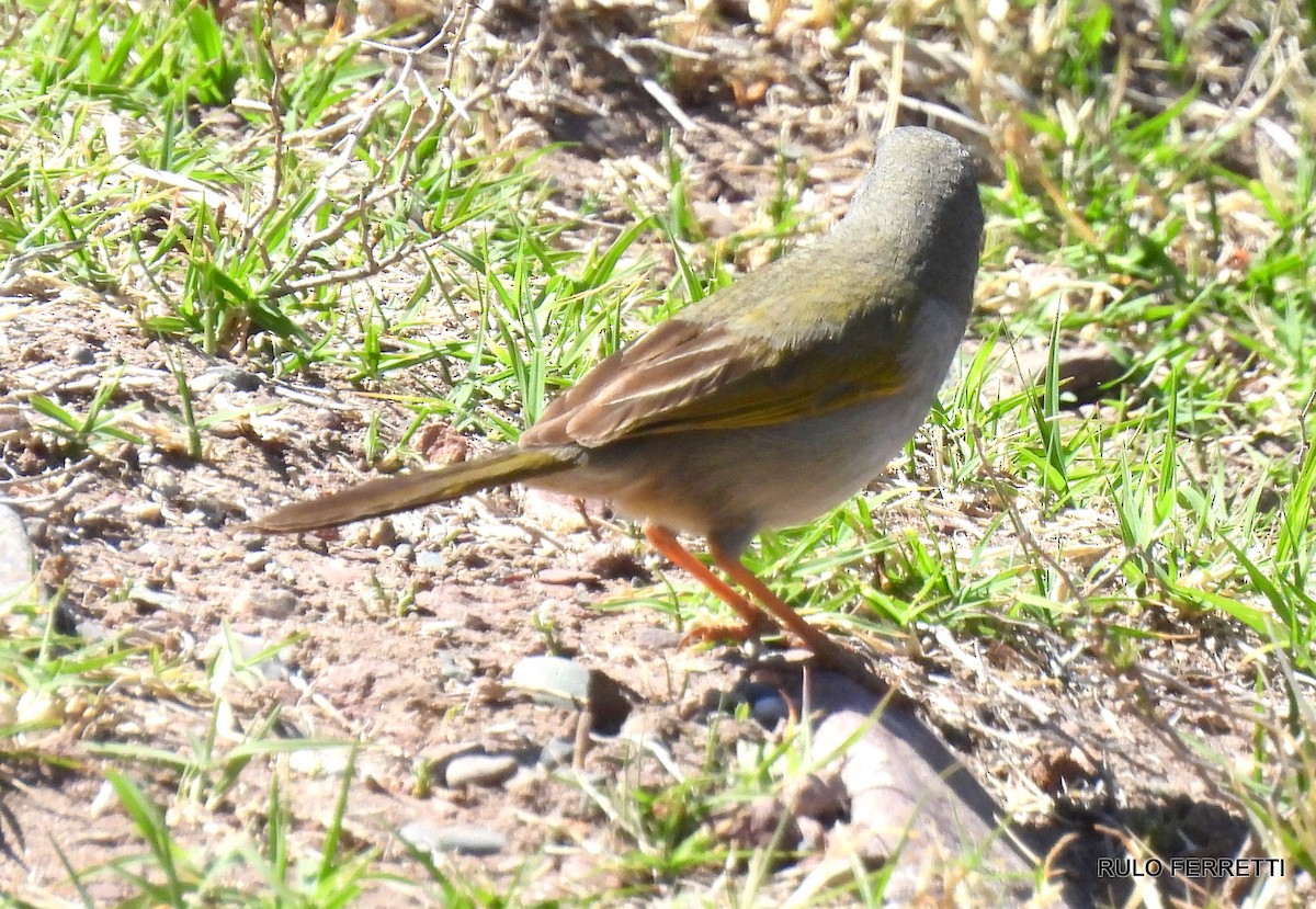 Great Pampa-Finch - feliciano osvaldo ferretti