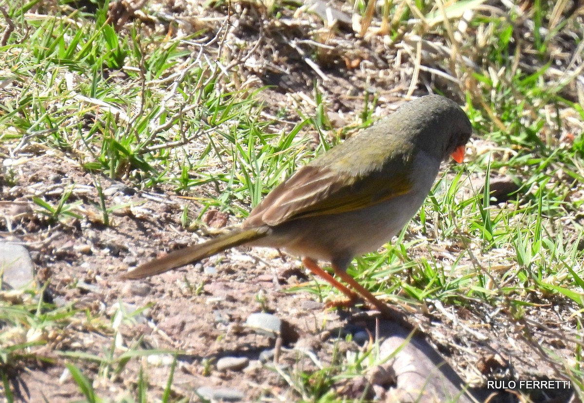 Great Pampa-Finch - ML609991502