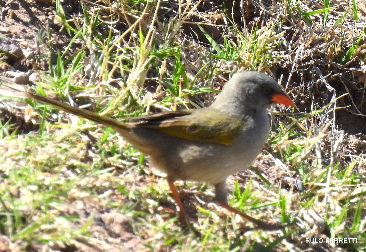 Great Pampa-Finch - ML609991503