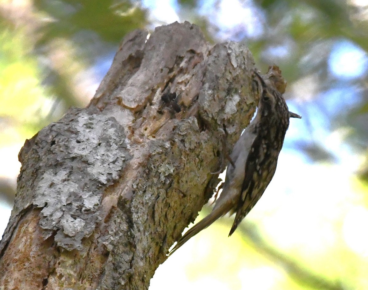 Brown Creeper - ML609991609