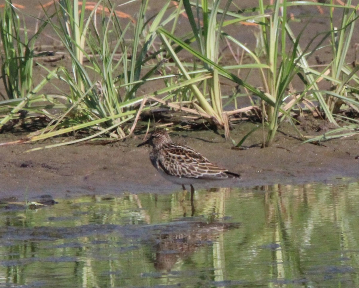 Pectoral Sandpiper - ML609991611