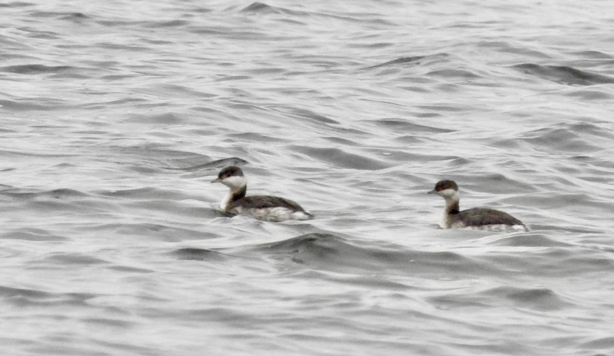 Horned Grebe - ML609991697