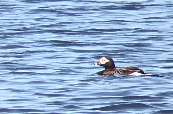 Long-tailed Duck - Joe Kaplan