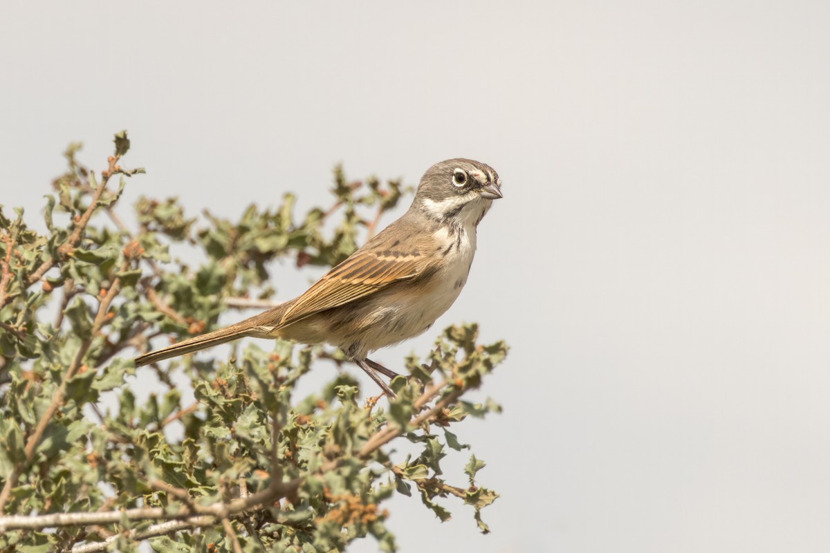 Bell's Sparrow - ML609991728