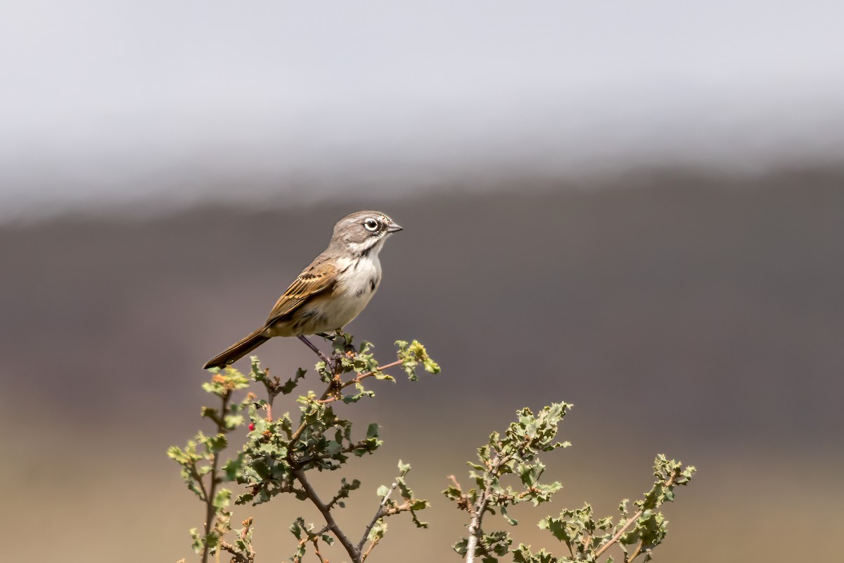 Bell's Sparrow - ML609991729