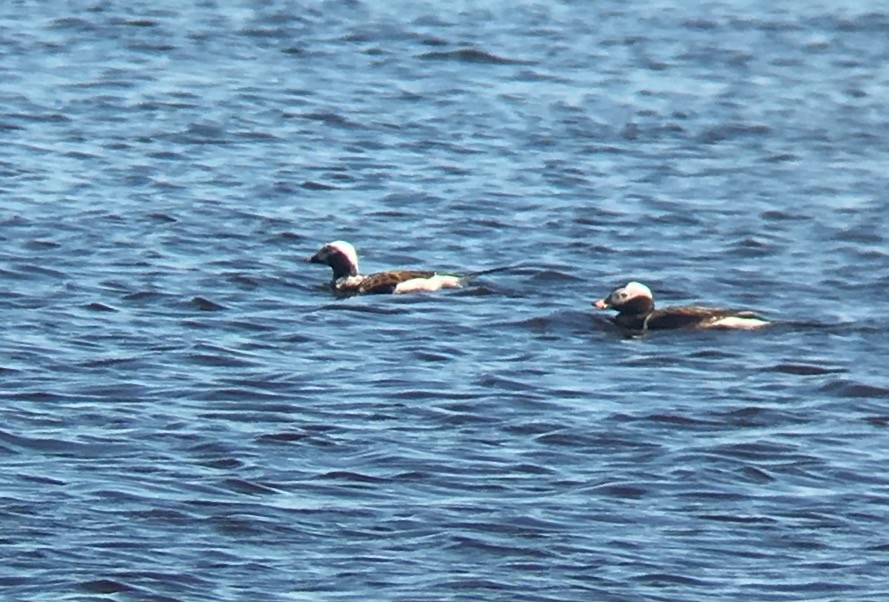 Long-tailed Duck - Joe Kaplan