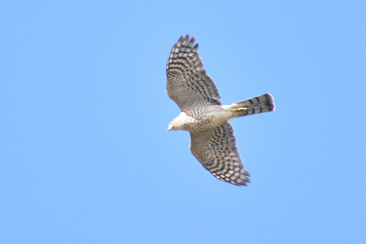 Sharp-shinned Hawk - ML609992114