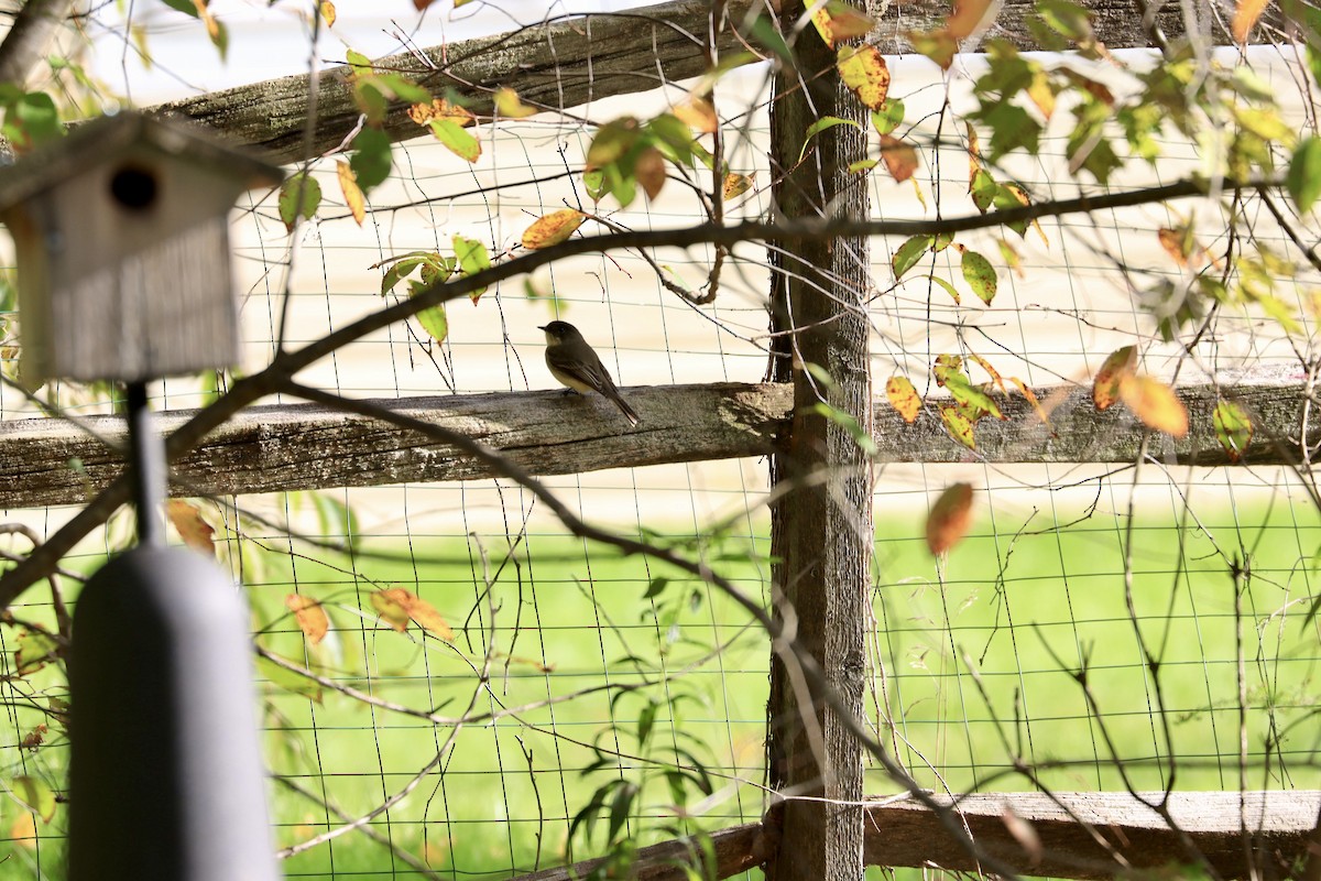 Eastern Phoebe - ML609992119