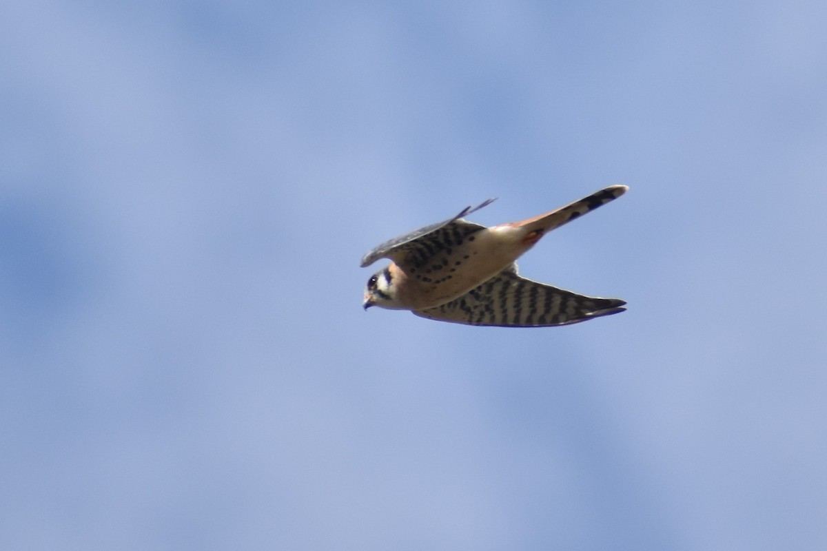 American Kestrel - ML609992132