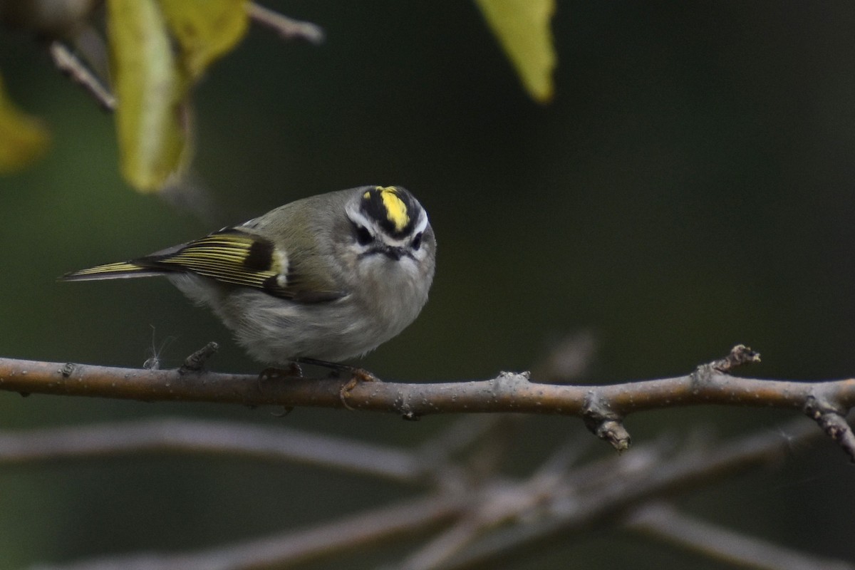 Golden-crowned Kinglet - ML609992138