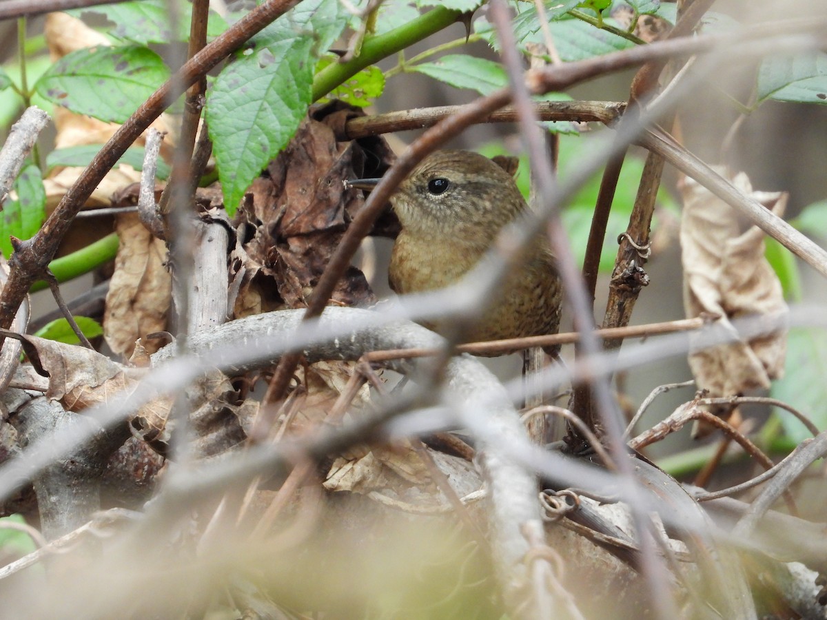 Winter Wren - ML609992143