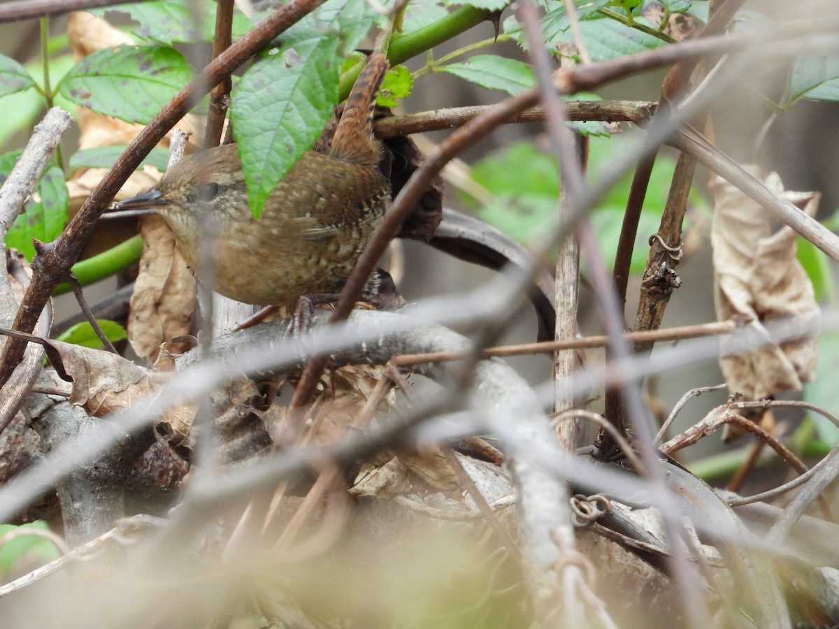 Winter Wren - ML609992144