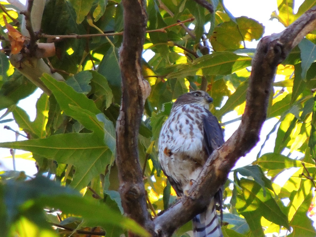 Sharp-shinned Hawk - ML609992254