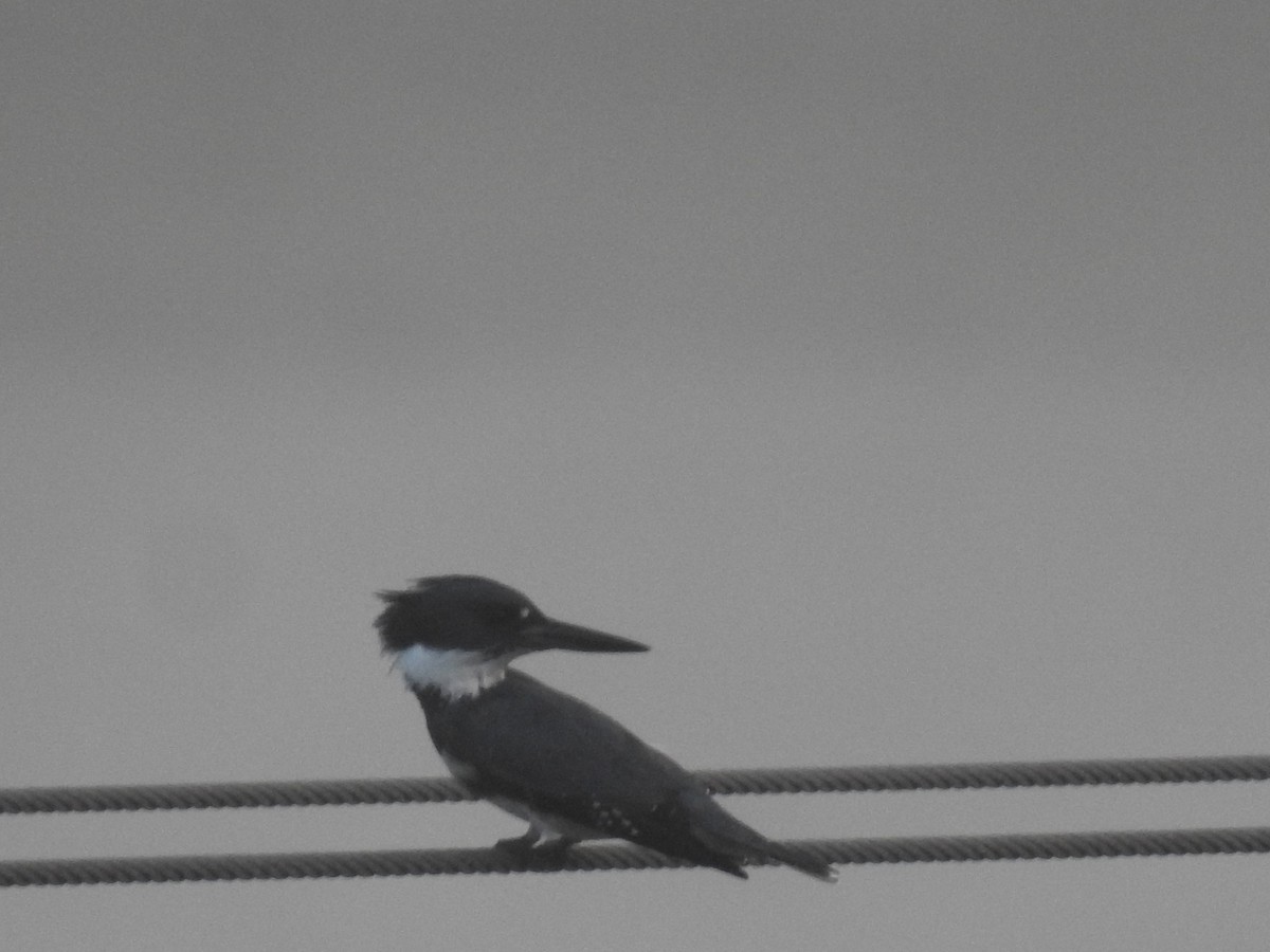 Belted Kingfisher - ML609992292