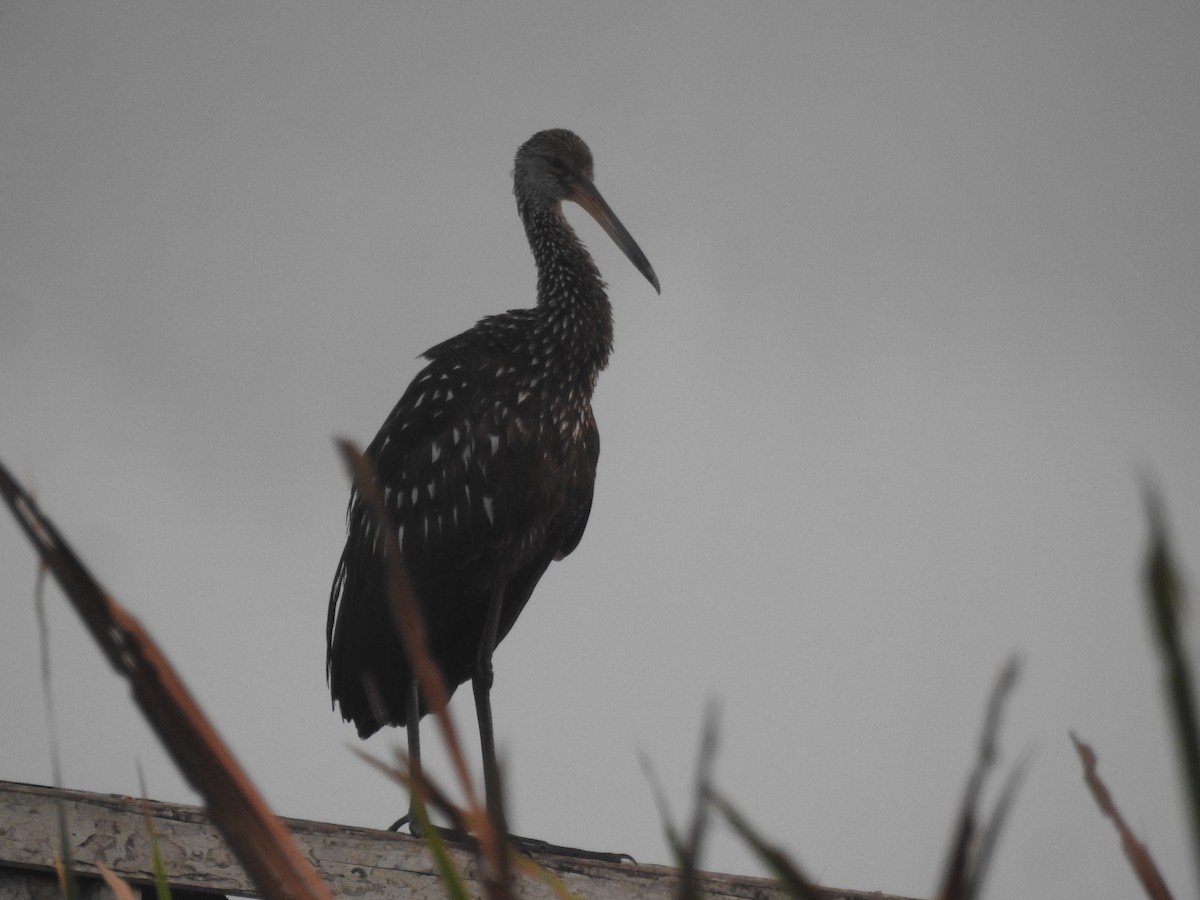 Limpkin - ML609992301