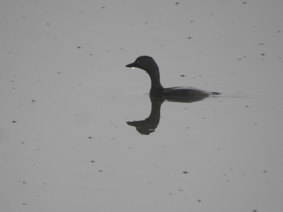 Least Grebe - ML609992316