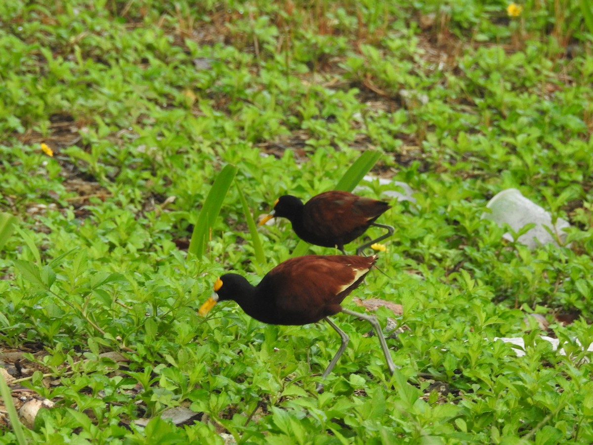 Northern Jacana - ML609992335