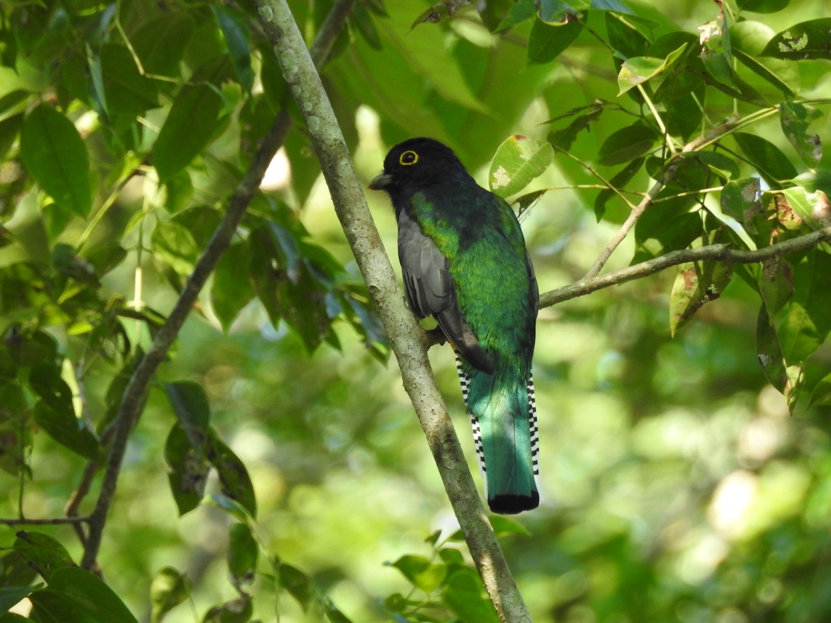 Gartered Violaceous Trogon - ML609992349