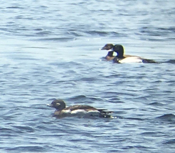 Greater Scaup - Joe Kaplan