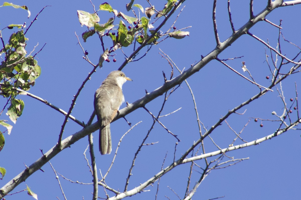 Cuclillo Piquigualdo - ML609992431