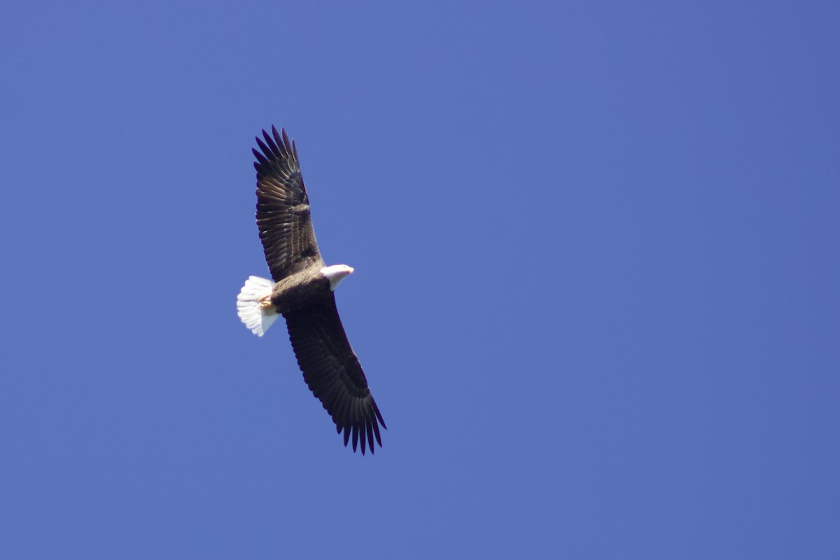 Bald Eagle - ML609992467