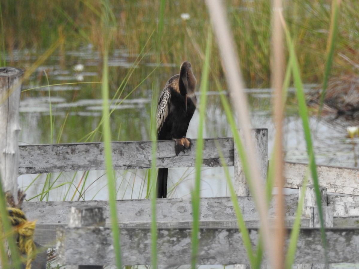 Anhinga - ML609992478