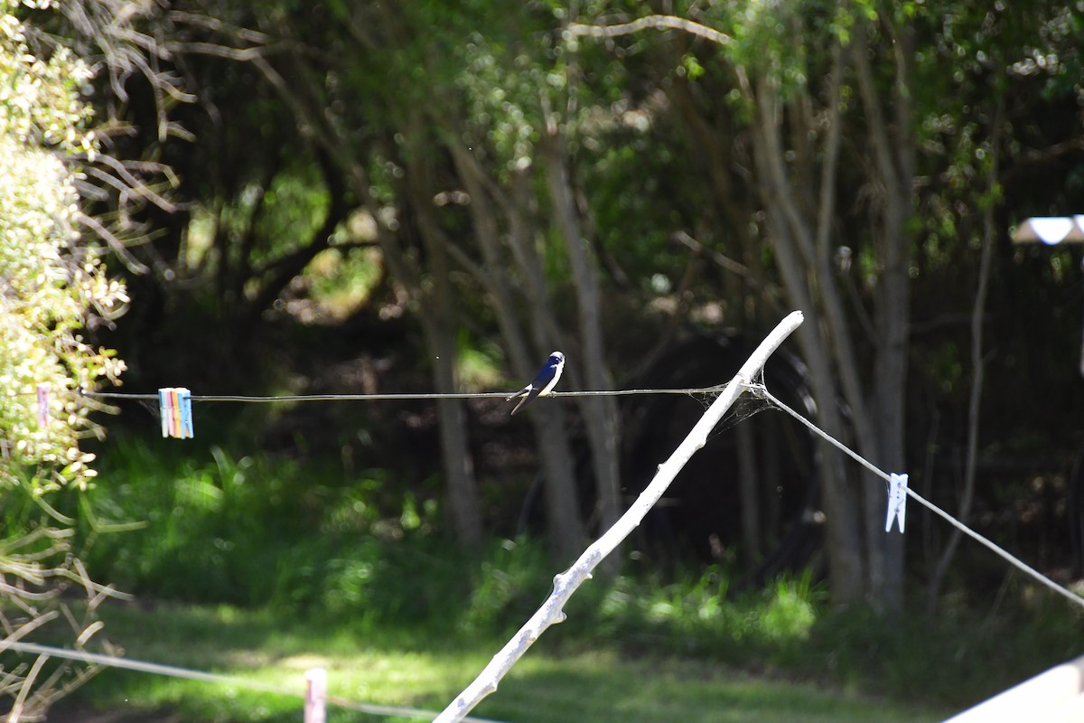 Chilean Swallow - ML609992490