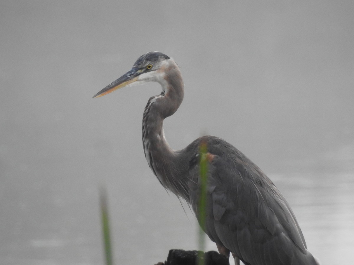 Great Blue Heron - ML609992499