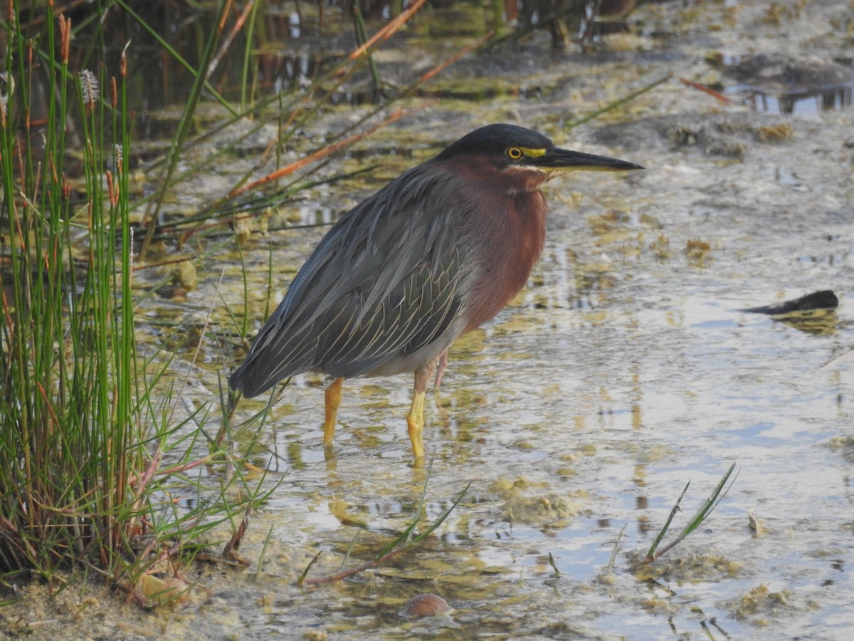 Green Heron - ML609992514