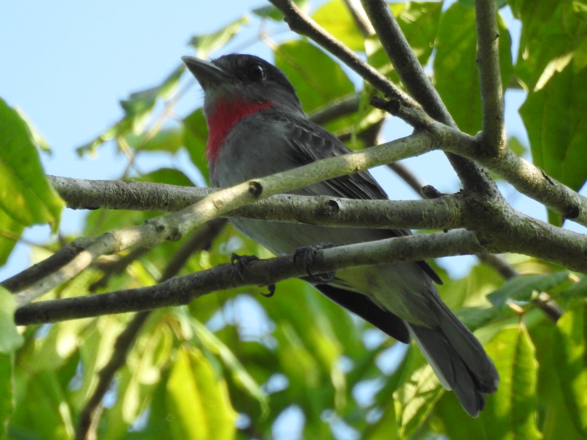 Rose-throated Becard - ML609992563