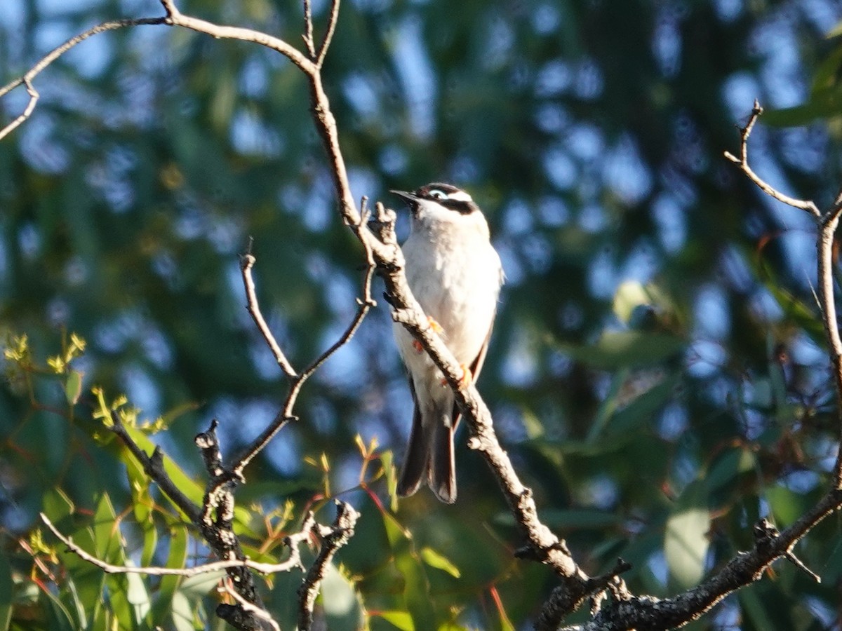 Black-chinned Honeyeater (Black-chinned) - ML609992572