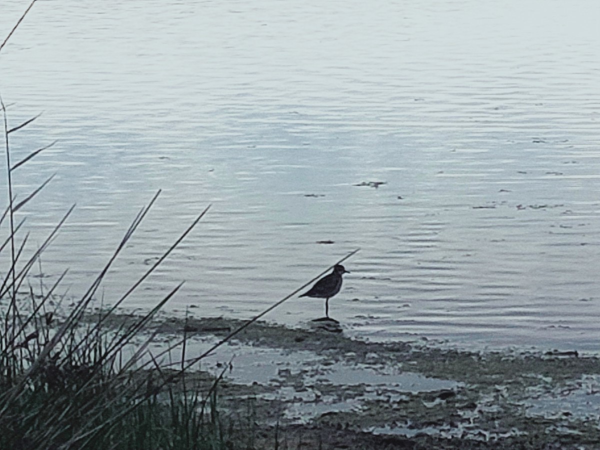 Pacific Golden-Plover - ML609992602