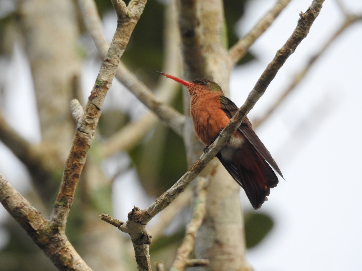 Cinnamon Hummingbird - ML609992631