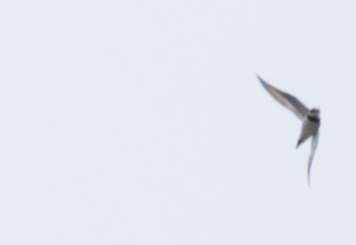 Common Ringed Plover - ML609992635