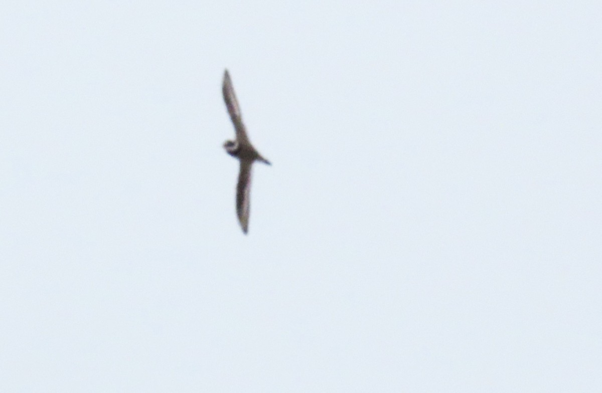 Common Ringed Plover - ML609992636